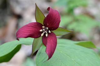 Trillium